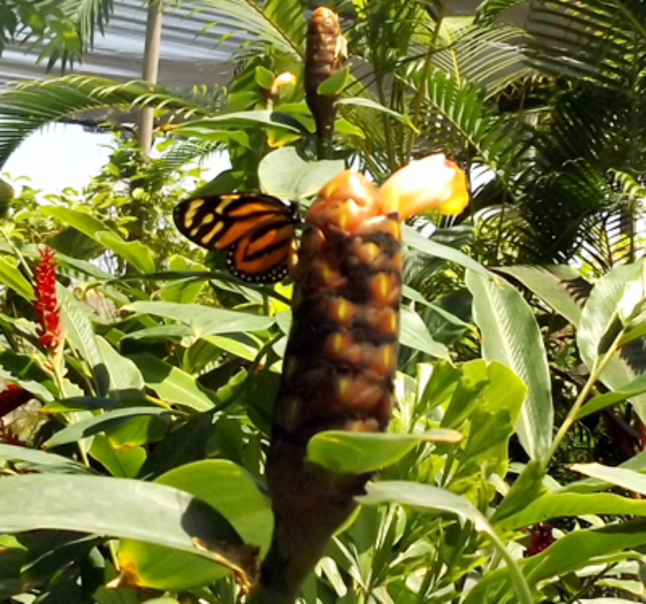 monarch plant